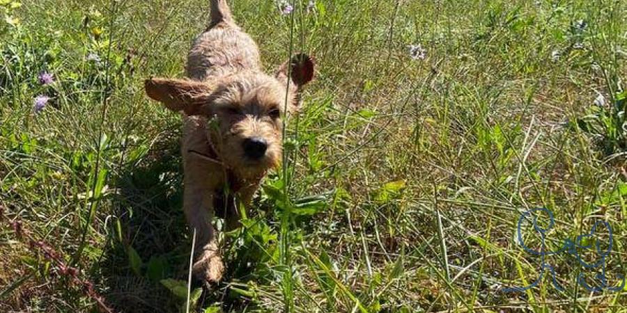La petite Rouky dans la prairie () prime danse ore