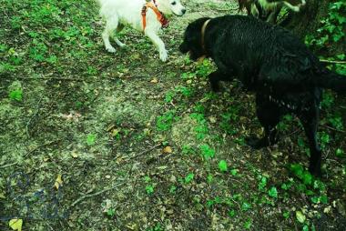 Odin, #staffie en plein apprentissage du rappel !