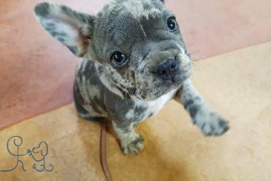 La petite bulldog français et le cane corso