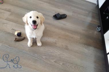 Chays, le bébé goldenretreiver