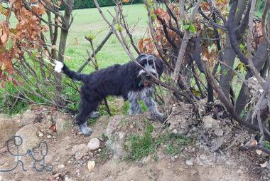 Une petite bearded x griffon