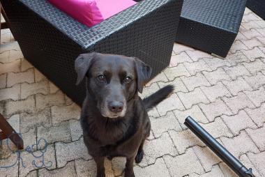 Jackson labrador & bordercollie