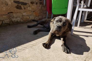 Narco, grand bébé Cane Corso