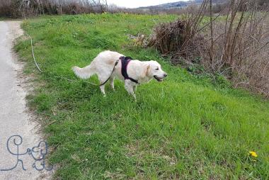 Nevada, Golden Retriever