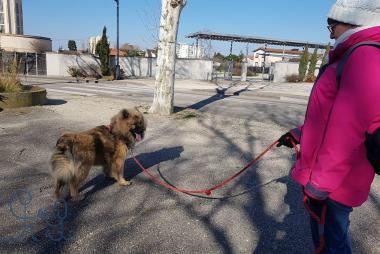 Nooky, jeune Eurasier