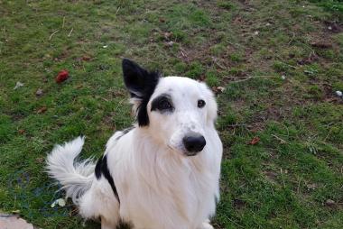 Nyx, Border Collie