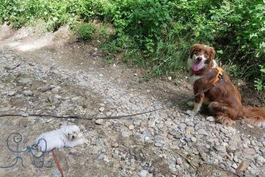 Super petite Olly, Bichon maltais