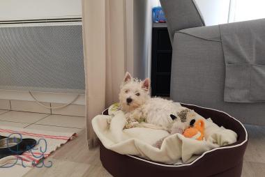 Bébé Ouiny petite westie