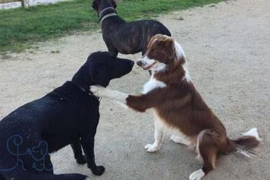 Rencontres entre chiens avec Objectif Chiens éducatrice canin