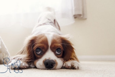 Un nouveau membre dans l'équipe Objectif chiens! |