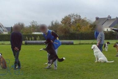 Dressage de chiens : solidarité de centaines d'édu