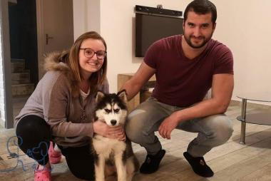 [chiots] un nouveau bébé chez #objectifchiens, petite Skiwie #siberianhusky !