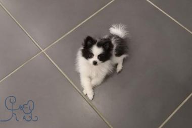 [chiots] la plus petite d #objectifchiens ! Roxy #