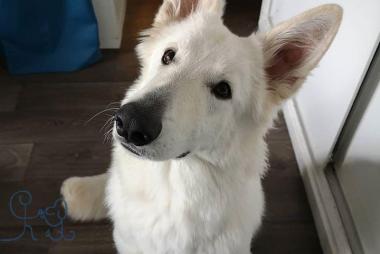 [rencontres] Voici Peggy, jeune #bergerblancsuisse