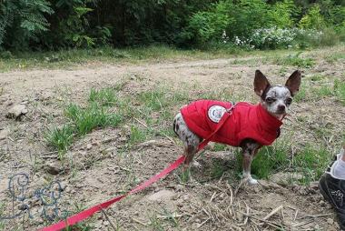 Et à la rentrée, bienvenue à Noisette #chihuahua 