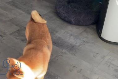 Et hop! Yoshi #shibainu                           