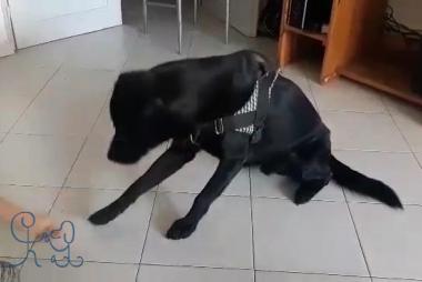 Melyne, 12 ans et Pixel, une très jolie complicité Melyne, 12 ans et Pixel, une très jolie complicité