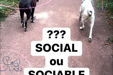 Merci à L’identité du CHIEN l’individu à l’autre b