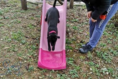 Super séance ce matin avec Pixie #staffie, Kovu #b