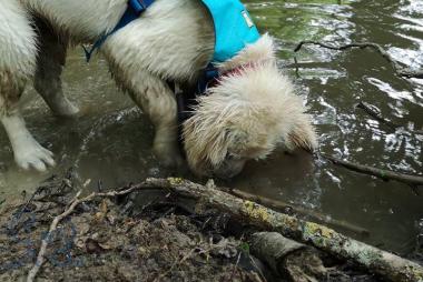 Ca y est, c est sûr, Jolene est une vraie #goldenretriever  !