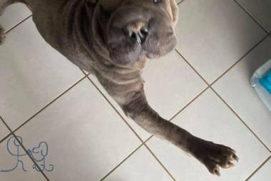 Le bonjour de Nice!  #sharpei