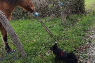 [rencontres] pour Pirate #spitz lors d une, séance extérieure !