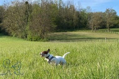 Chiens en balade, chiens heureux!