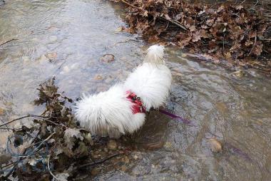 [Divers] Voici Phocus, #cottondetulear parceque mê