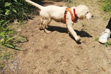 Balade dans les bois = bébé cracra , Jolene #goldenretriever