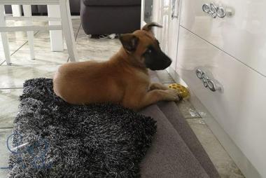 Panco #bergerbelgemalinois, bienvenue cjes les tout petits d #objectifchiens 