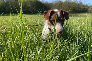 Pongo, x #foxterrier adopté il y a quelques semain