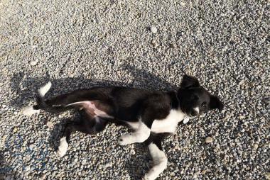 Pytha, petite #bordercollie trop mignonne, bienven