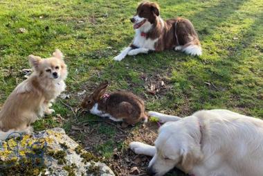 Quand les rôles s inversent et que Panpan surveille les chiens...