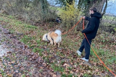 Magnifique séance de pistage avec Ranger #eurasier.