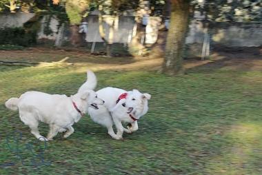 Un special Jolene #goldenretriever qui apprend son