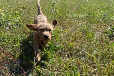 La petite Rouky dans la prairie () prime danse ore