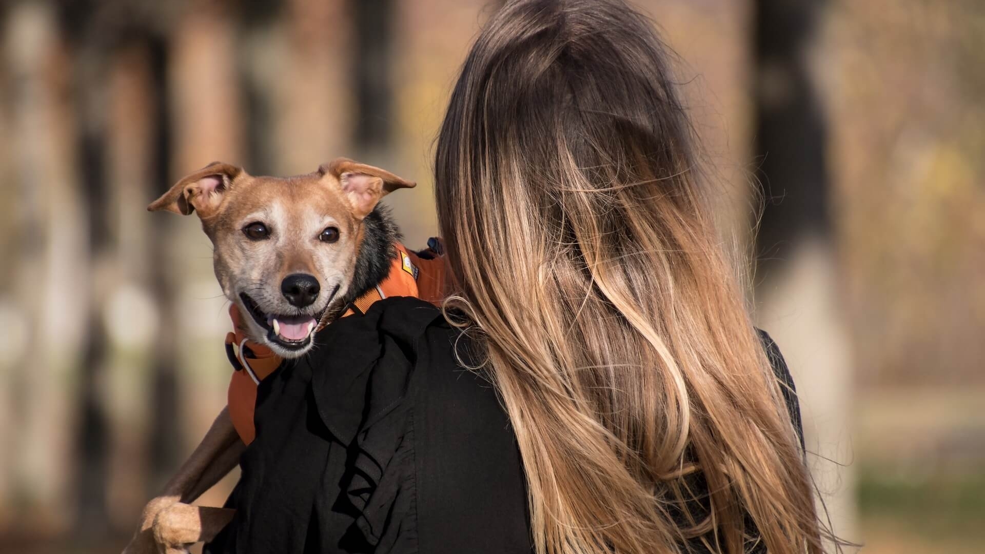 Dressage de chiens spécialisé Rhône Alpes Objectif Chiens