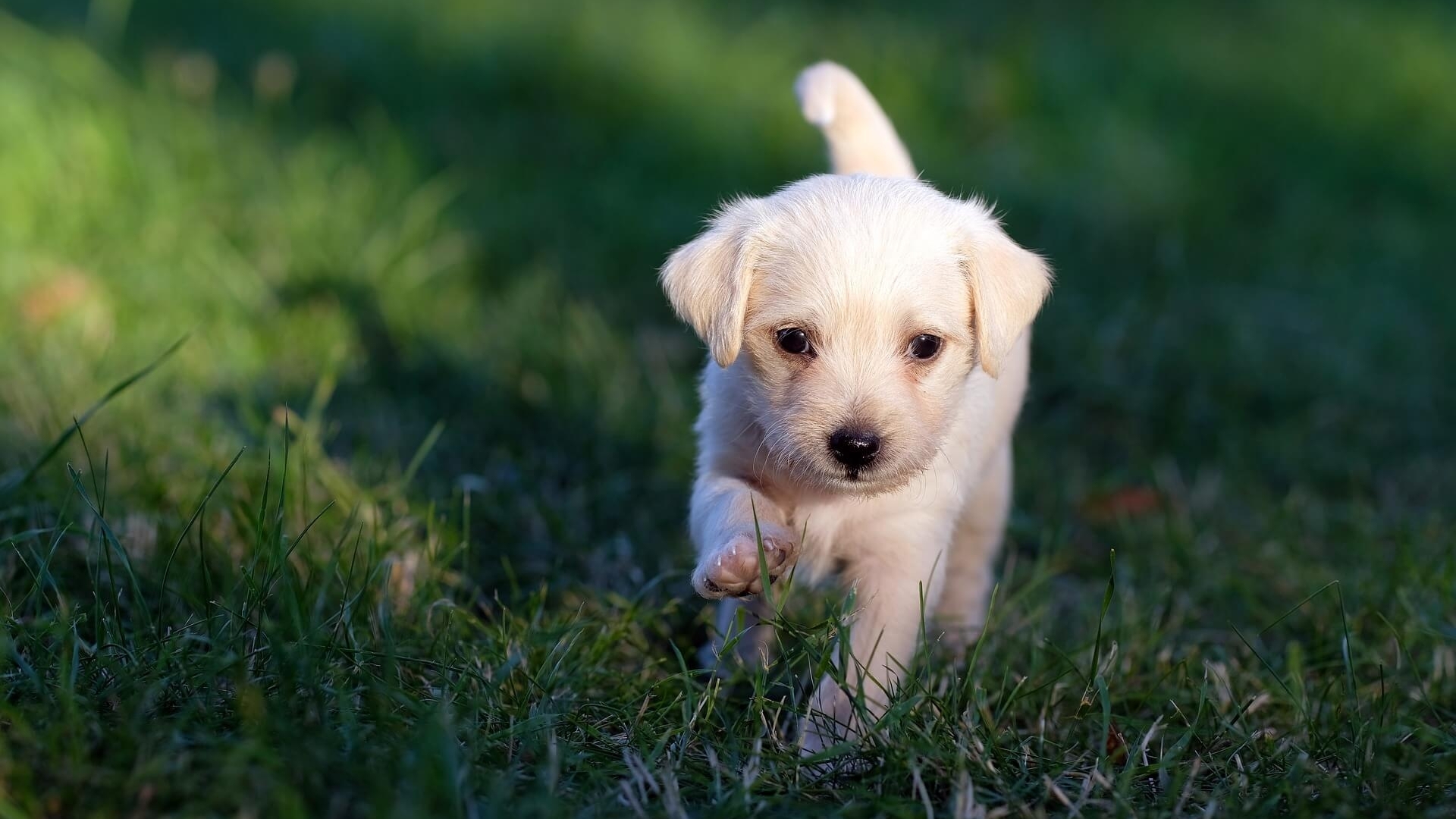 Comment dresser un chiot ? Objectif Chiens educatrice canin Lyon