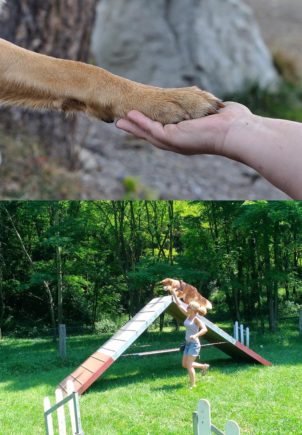 Objectif Chiens Décines-Charpieu